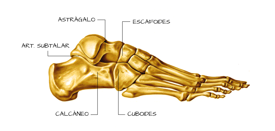 La imagen muestra la estructura ósea del pie y dónde se ubica el seno del tarso